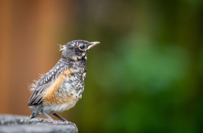 Close-up of a bird