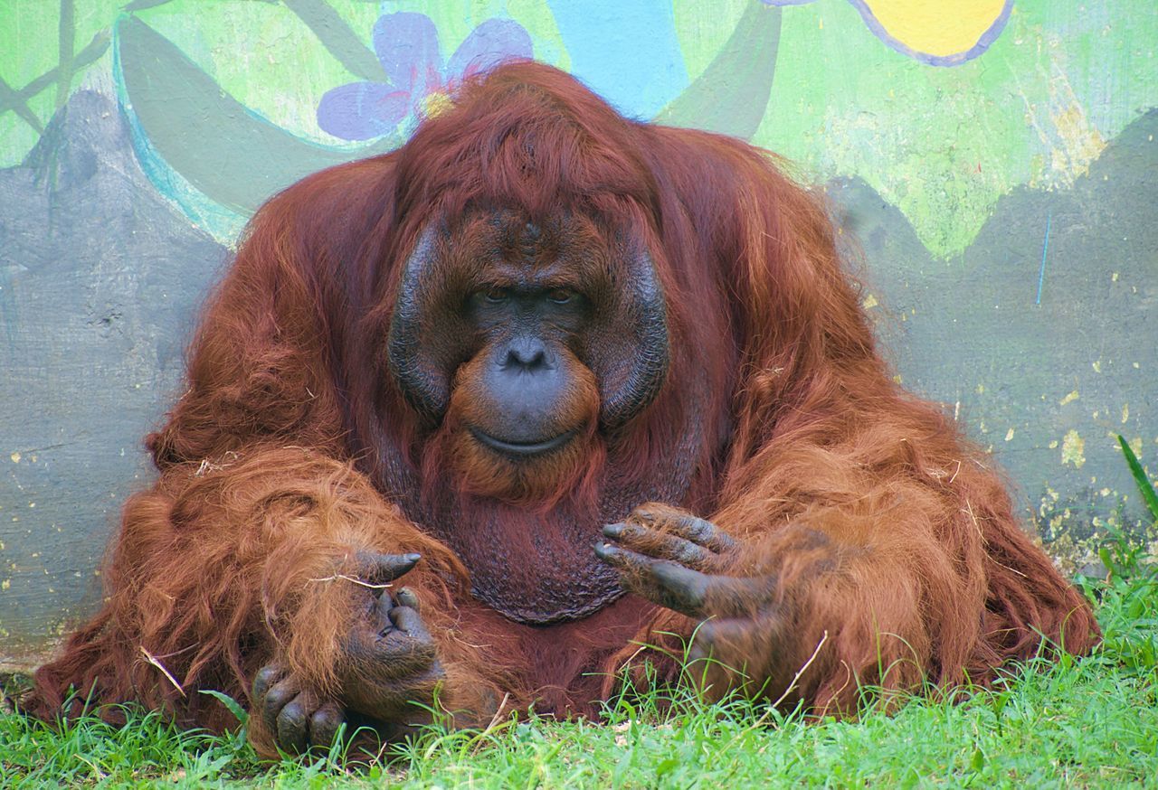 PORTRAIT OF A MONKEY LOOKING AWAY