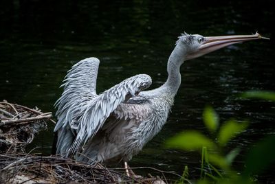 View of a bird in water