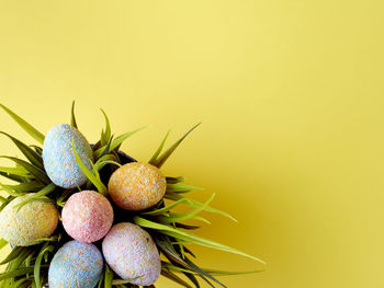 Close-up of plant against yellow background