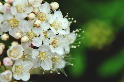 Close-up of white flowers