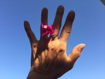 Cropped hand holding pink flower against clear blue sky