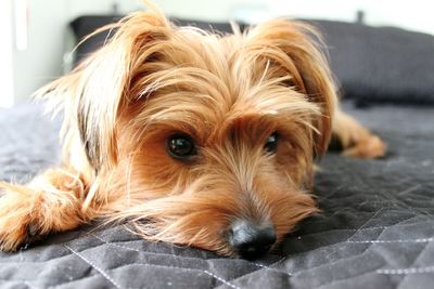 Close-up portrait of dog at home