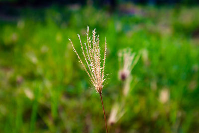 Close-up of stalks in field