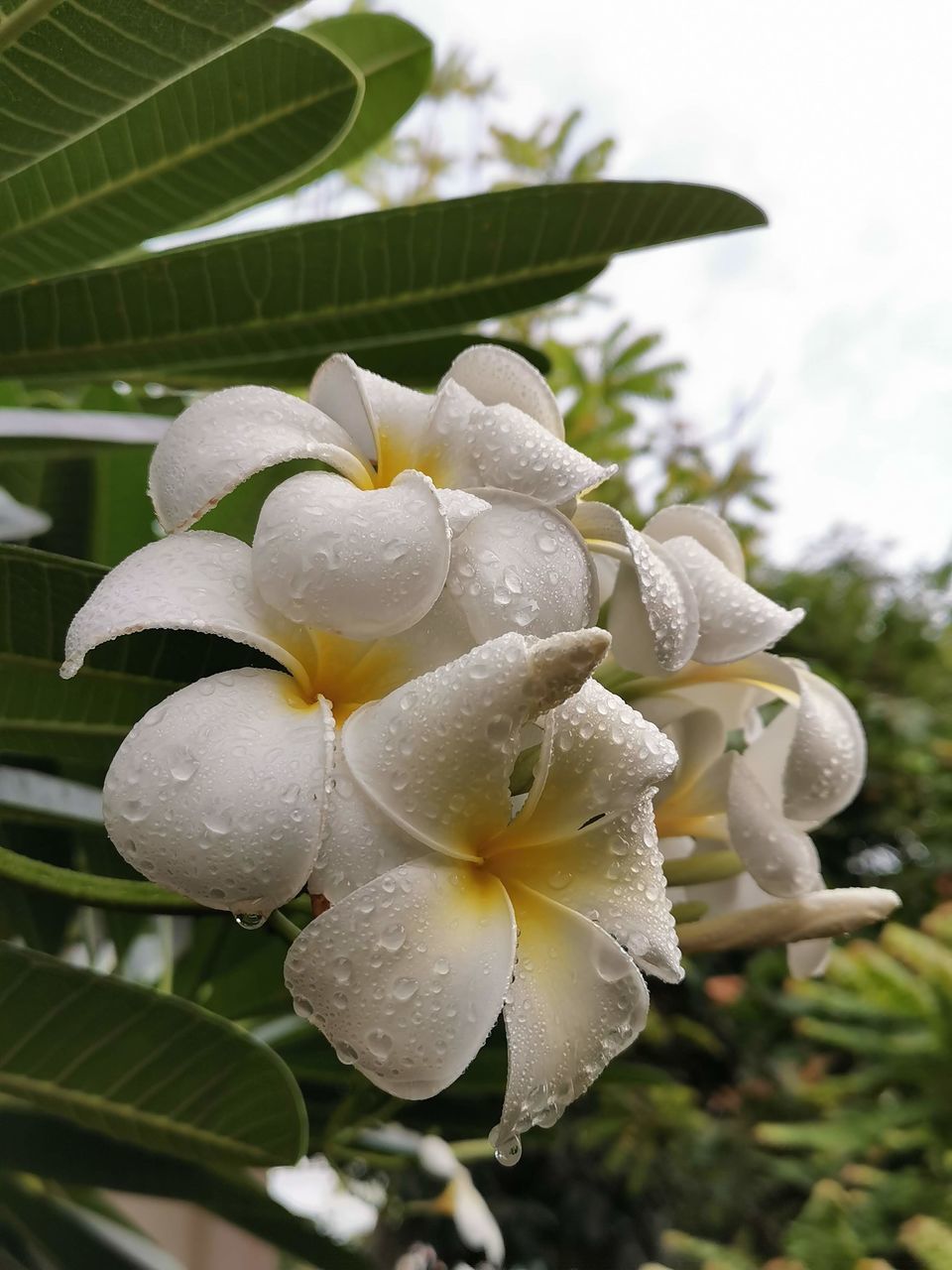 CLOSE-UP OF WATER DROPS ON FRESH WHITE ROSE FLOWER