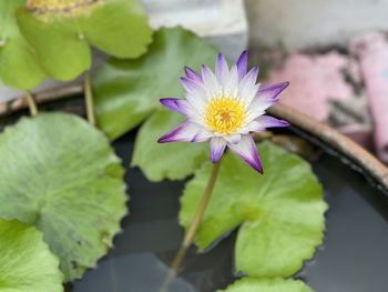 Close-up of lotus water lily in pond