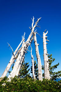 Low angle view of bare trees against clear blue sky