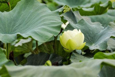 Close-up of white lotus leaves