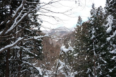 Frozen trees in forest during winter