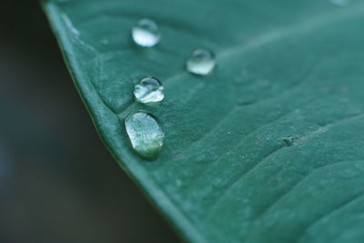 Close-up of raindrops on leaf