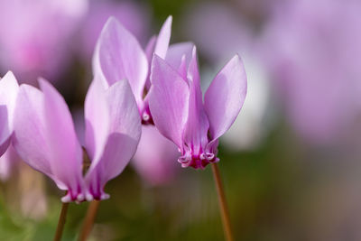 Close-up of pink crocus flowers