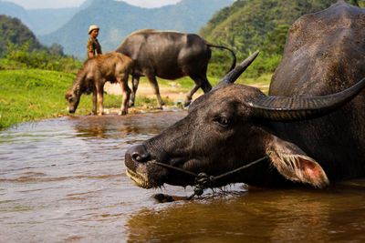 Horses in a lake