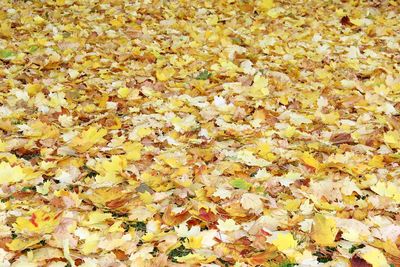 Full frame shot of leaves