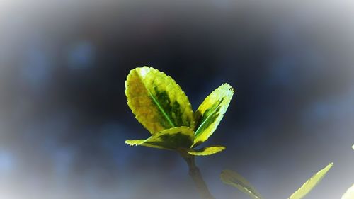 Close-up of plant