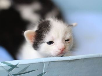 Close-up of cat looking at camera