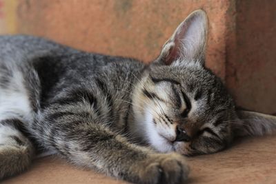 Close-up of cat sleeping