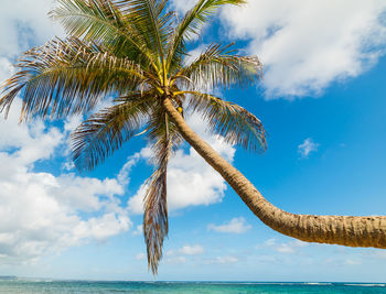 Palm tree on beach against sky