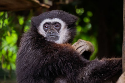 Close-up of monkey looking away