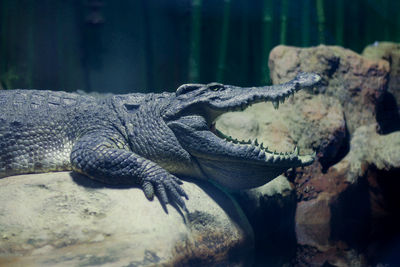 Close-up of crocodile in sea