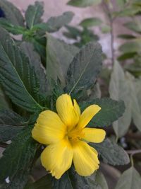 Close-up of yellow flower blooming outdoors