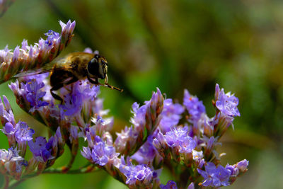 Close-up of bee on purple flowers
