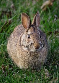 Portrait of rabbit on grassy field