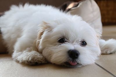 Close-up portrait of white dog relaxing at home