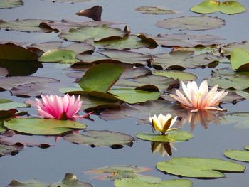 Lotus water lily in pond