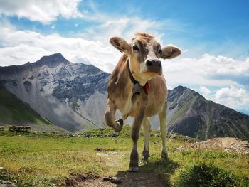 Cow standing against mountain