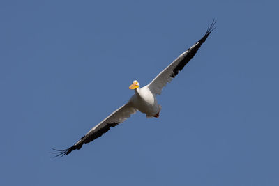 Low angle view of white pelican flying in sky
