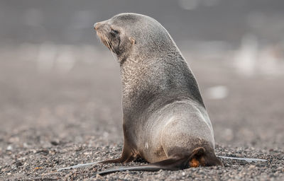 Close-up of seal