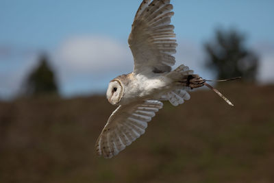 Close-up of seagull flying