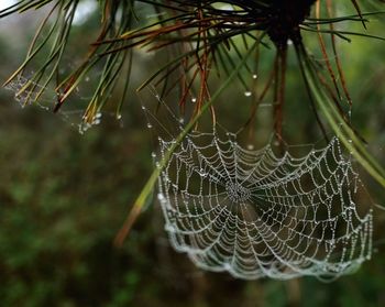 Close-up of spider web