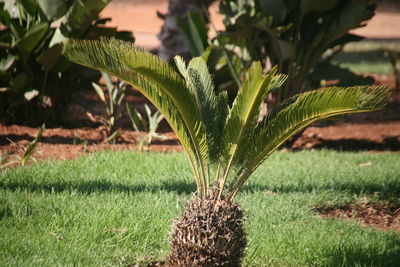 Close-up of fresh green plant in field