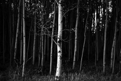 Trees in forest