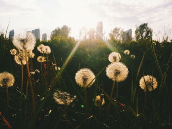 Close-up of dandelion flowers