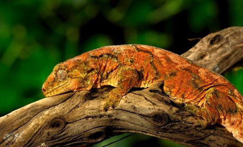 Close-up of a lizard on tree