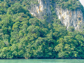 Trees growing in water