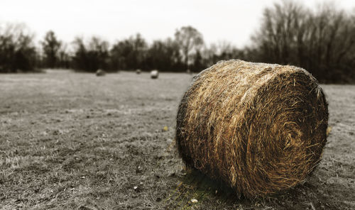 Close-up of hay on field