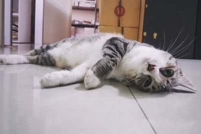 Cat sleeping on floor at home