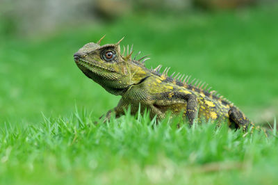 Close-up of iguana on grass