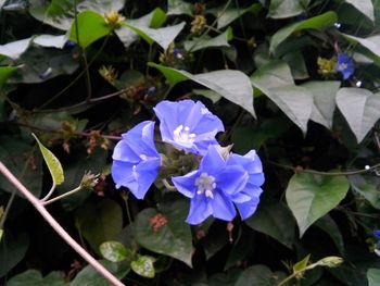 Close-up of purple flowers