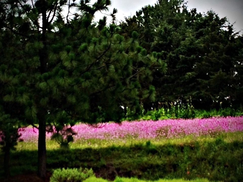 flower, growth, tree, beauty in nature, tranquil scene, tranquility, nature, freshness, field, scenics, plant, landscape, green color, pink color, purple, blooming, grass, fragility, outdoors, park - man made space