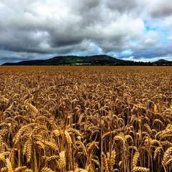 Scenic view of field against cloudy sky