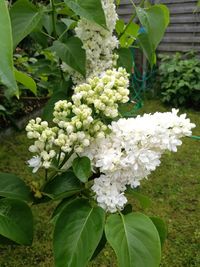 Close-up of flowers blooming on plant