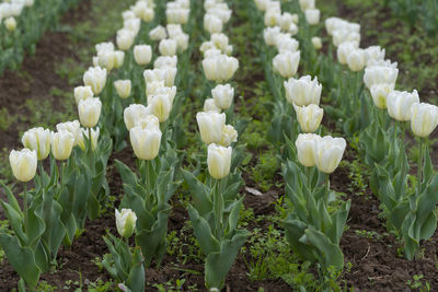 High angle view of white flowering plants on field