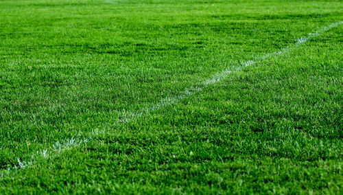 Full frame shot of grassy field