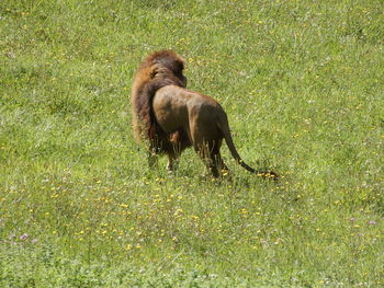 View of a lion on grassy land in a spanish nature reserve.