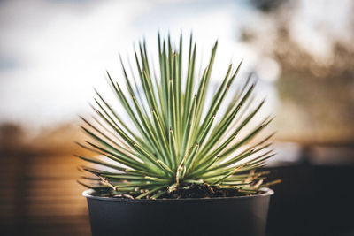 A cactus in a pot near a house in a desert, california