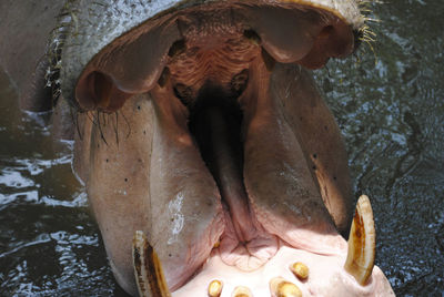 Close-up of hippopotamus with mouth open in lake